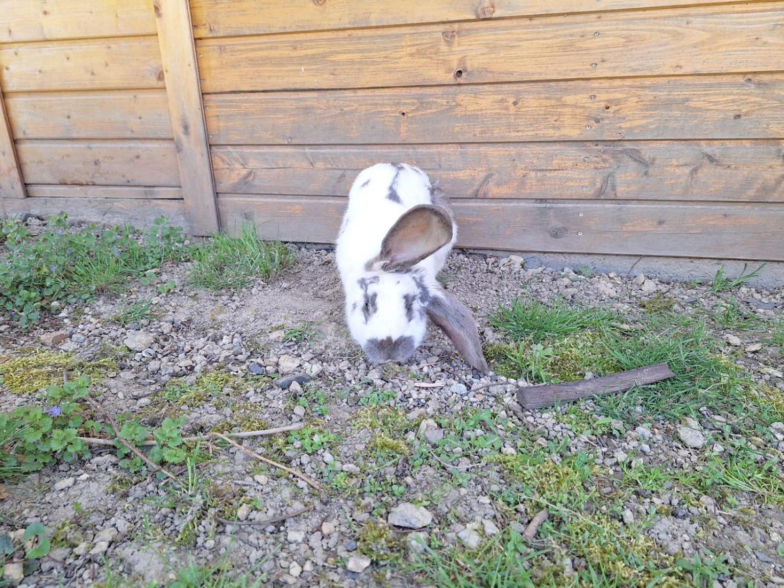 Camping, Zabierz Wlasny Namiot Kameralne Pole Namiotowe Z Basenem Kinem Plenerowym Miejscem Na Ognisko I Placem Zabaw Zywe Zwierzeta Agroturystyka Giebultow  Dış mekan fotoğraf
